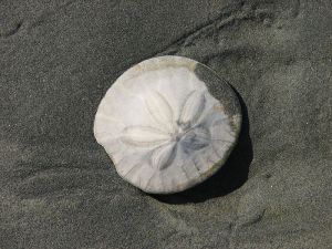 Sand_dollar_test