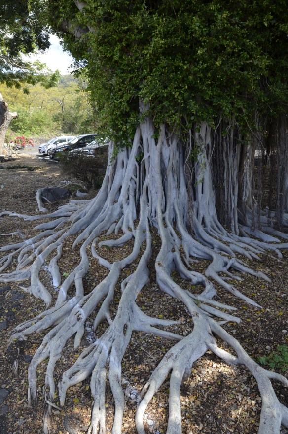 Is this not an amazing tree?