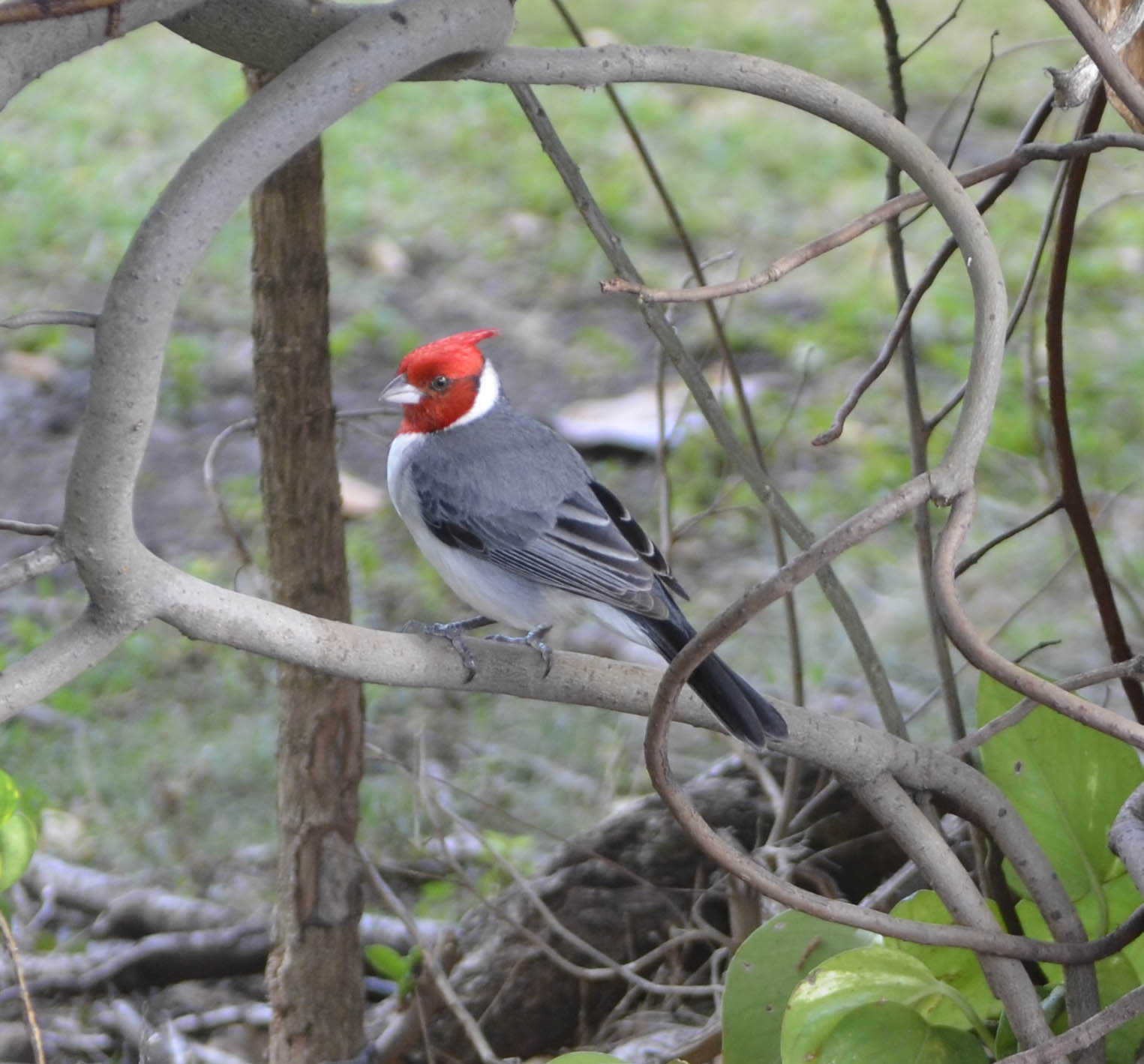 Crested  cardinal.