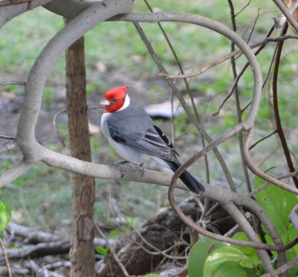 Crested  cardinal.