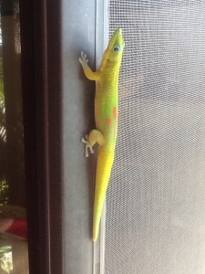 He knows he's beautiful. Or she.