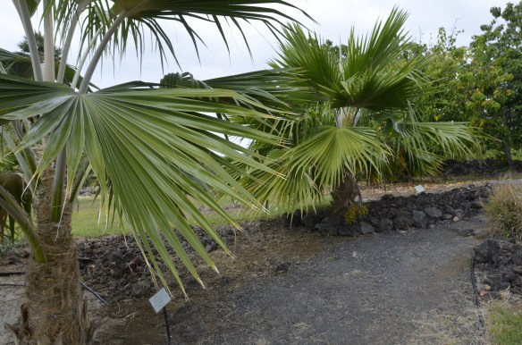 Native loulu palms at Greenwell Botanical Gardens. Highly endangered in the wild, although they once formed forests that carpeted the islands.