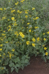 Wildflowers on the path to Maka Horse.