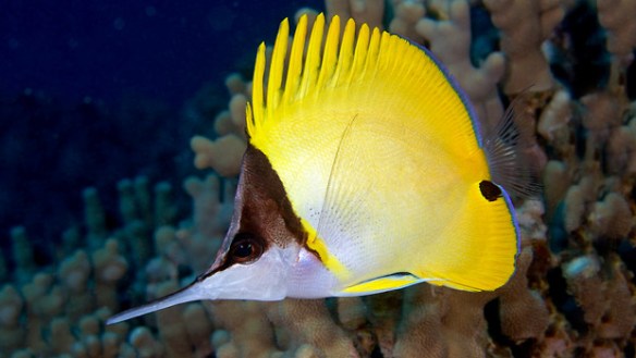 Longnose butterflyfish.