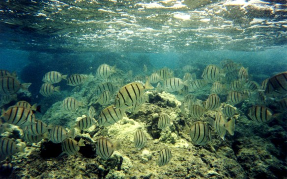 School of convict tangs. This really looks like what we saw.