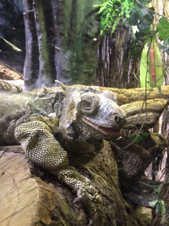 This iguana had such a pleasant expression that I just had to photograph him. Or her.
