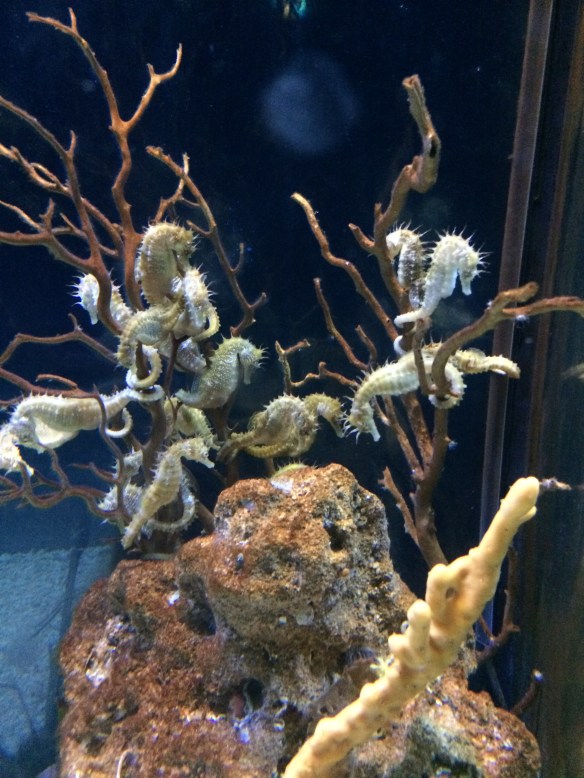 Seahorses in Barcelona Aquarium