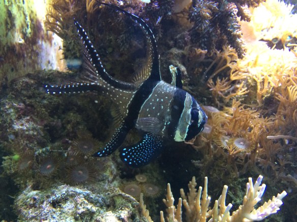 I don't know what this fish is due to random labeling, but I liked it.