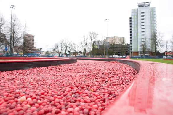 This is a picture of cranberries filling a fountain in Vancouver, Canada, BC. No, I haven't the faintest idea.