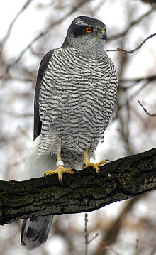220px-Northern_Goshawk_ad_M2