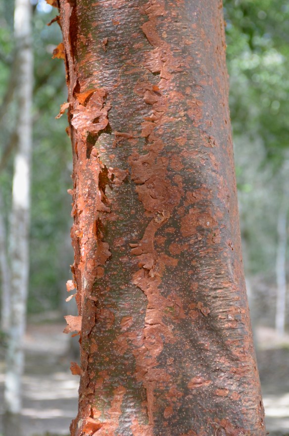 I mentioned the chaka tree yesterday. it's also called "la tourista" because of its red, peeling bark.