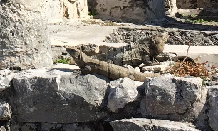 Mr. and Mrs. Iguana