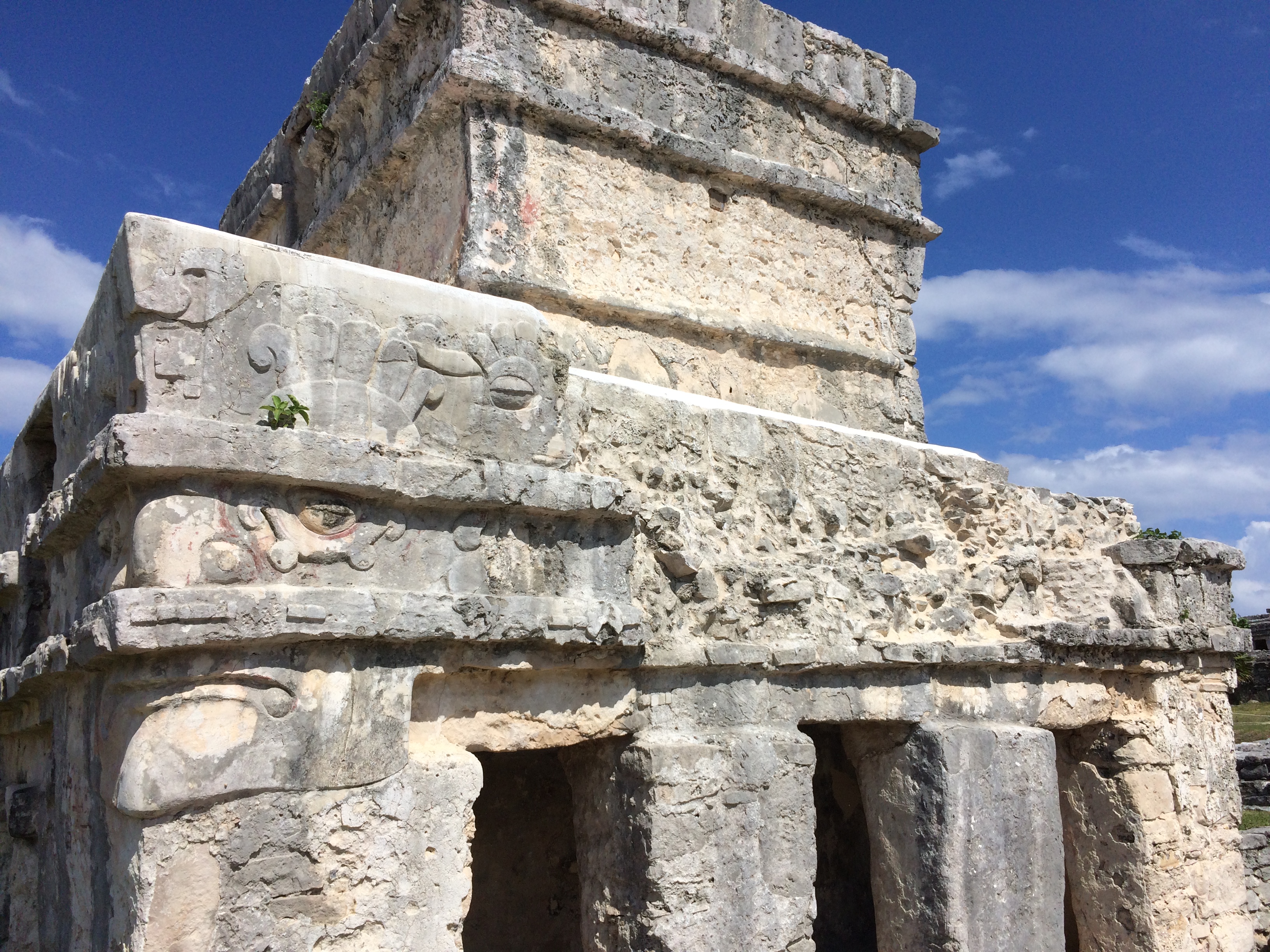 There has to be an iguana in this photo somewhere.