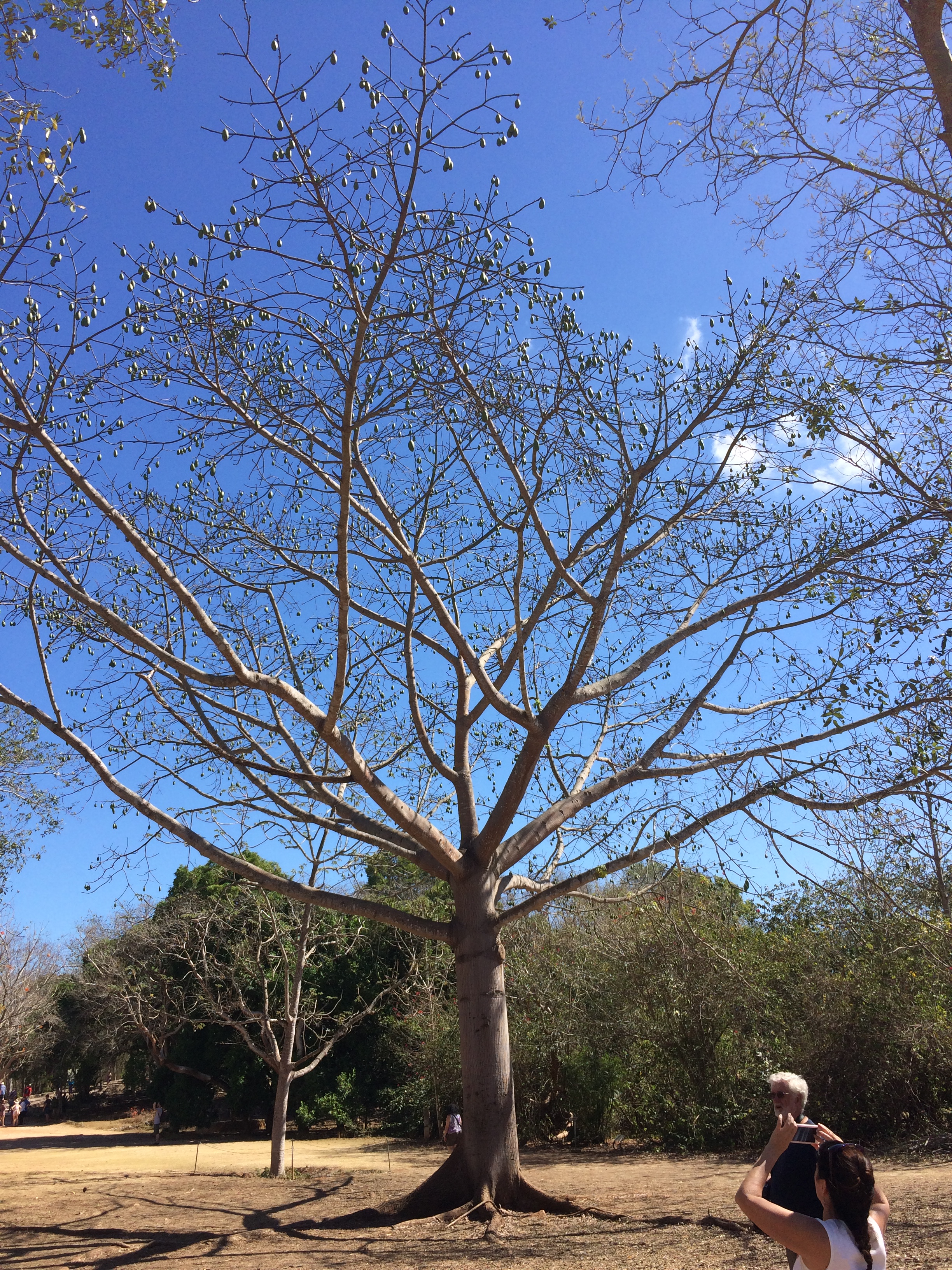 Ceiba tree, the Mayan tree of life.