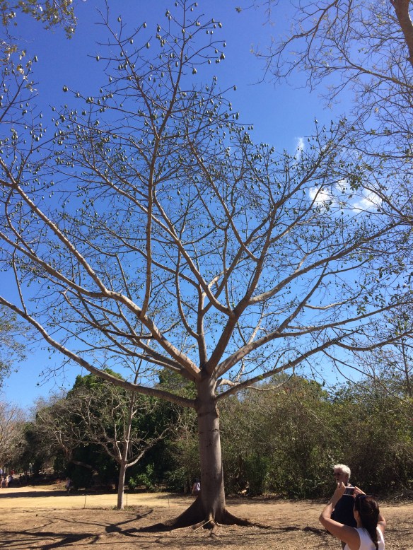 Ceiba tree, the Mayan tree of life.