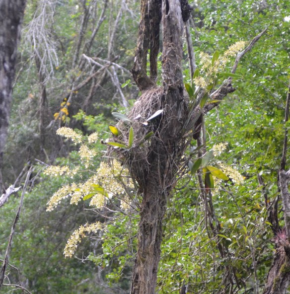 These are the orchids that tempted me into the crocodile-infested swamp. Well, there was one crocodile. Our pictures of him look like a distant log, which is boring.