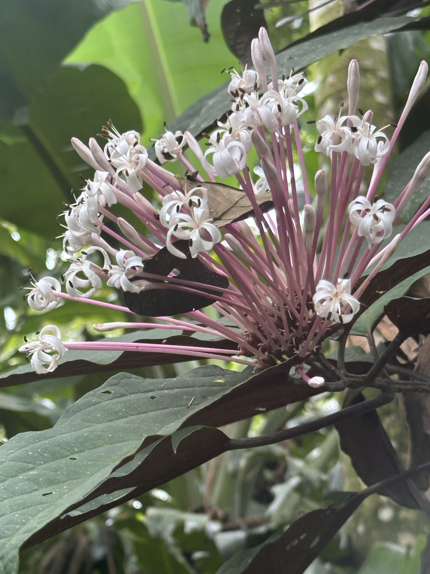 Costa Rica, Day 7 | obsidianmirrorblog